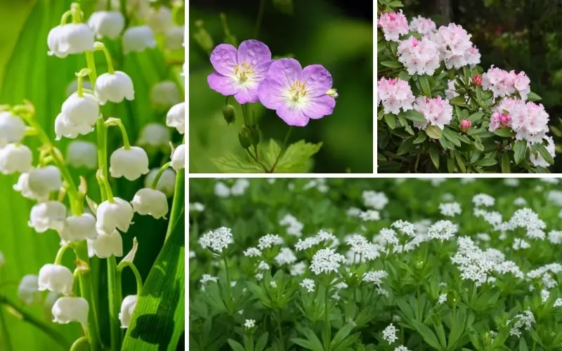 Plants for Under Pine Trees