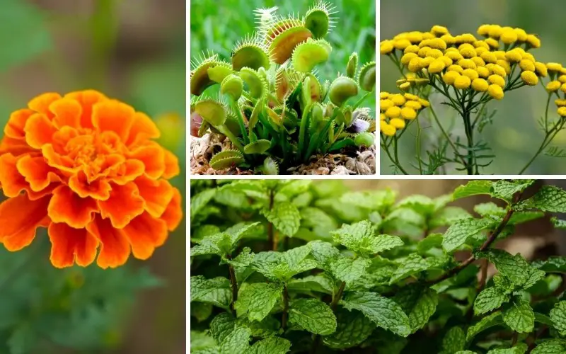 Plants that Repel Flies