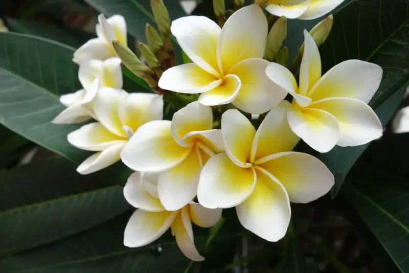 Plumeria-Rubra