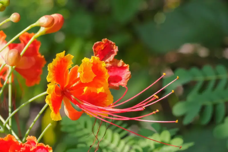 Poinciana-dwarf