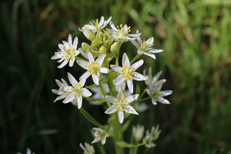 Polianthes tuberosa