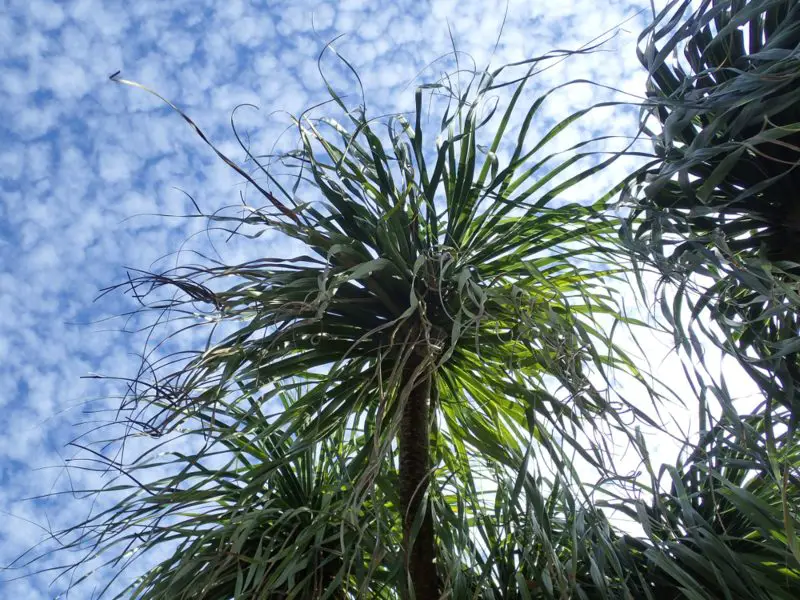 Ponytail-Palm-(Beaucarnia-recurvata)