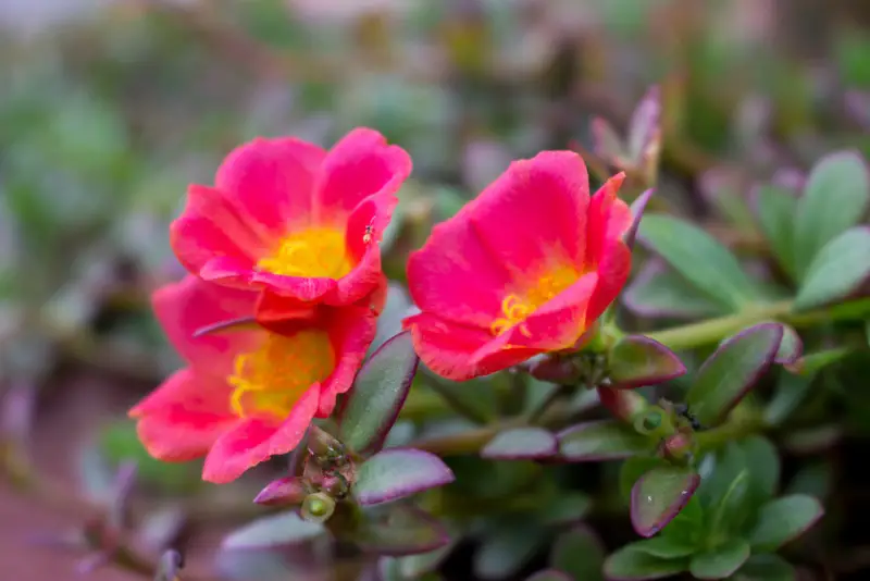 Portulaca