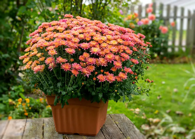 Potted Chrysanthemum