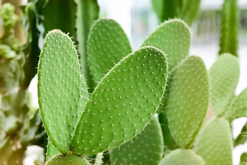 Prickly-Pear-Cactus