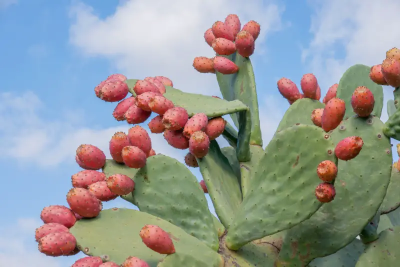 Prickly-Pear