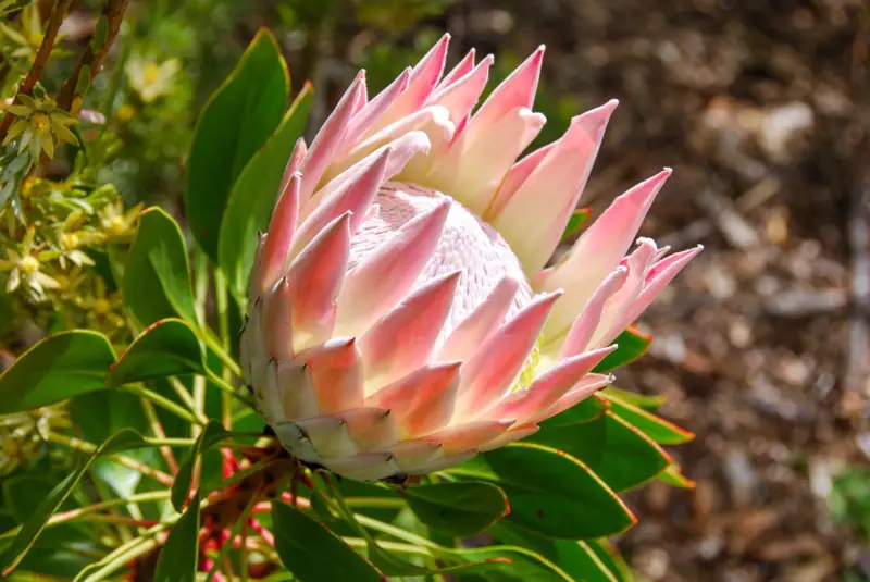 Protea