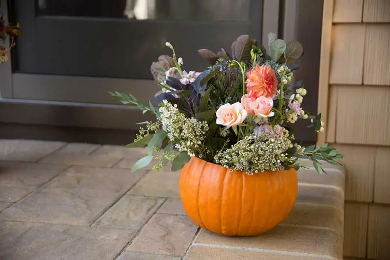 Pumpkin Flowers