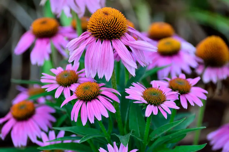 Purple Coneflower