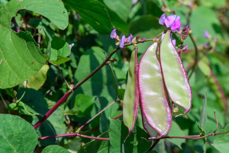 Purple-Hyacinth-Bean
