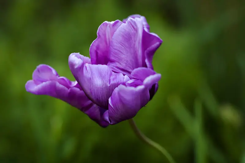 Purple Parrot Tulips