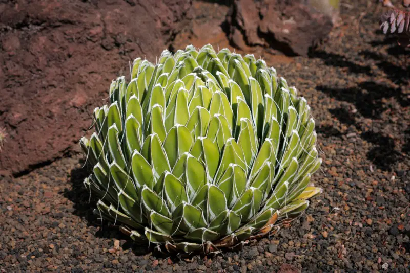 Queen Victoria Agave