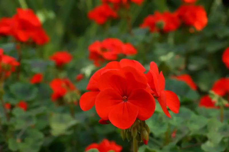 Red Garden Geraniums