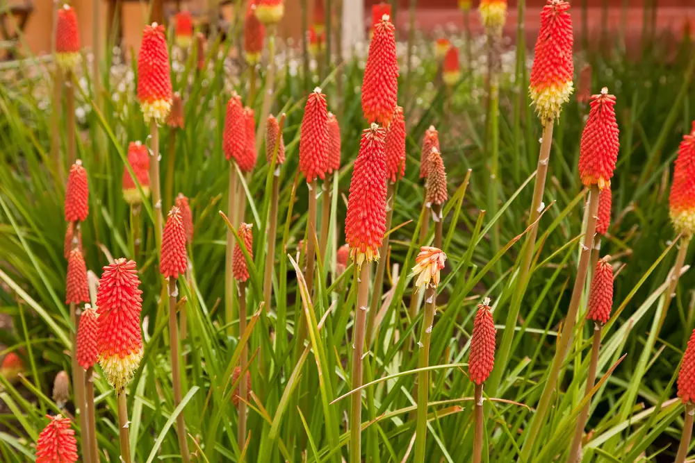 Red Hot Poker plants are easy to grow, drought and heat tolerant perennials. They are also called Torch Lilies, and are native to South Africa. Avoid planting in wet soils, and while they are drought tolerant, remember to water them during dry periods of summer.