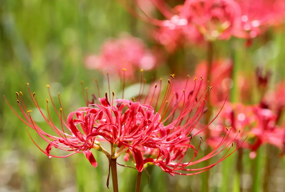 Red Spider Lily