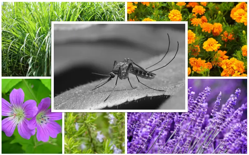 Repel Mosquitoes Collage