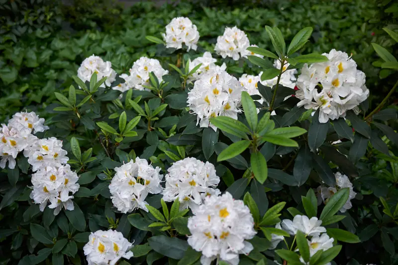 Rhododendron-02