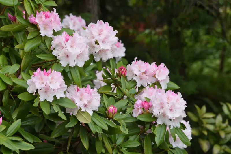 Rhododendron