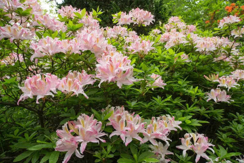 Rhododendron-canadense