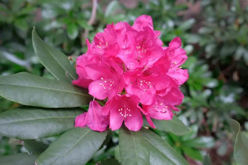 Rhododendrons