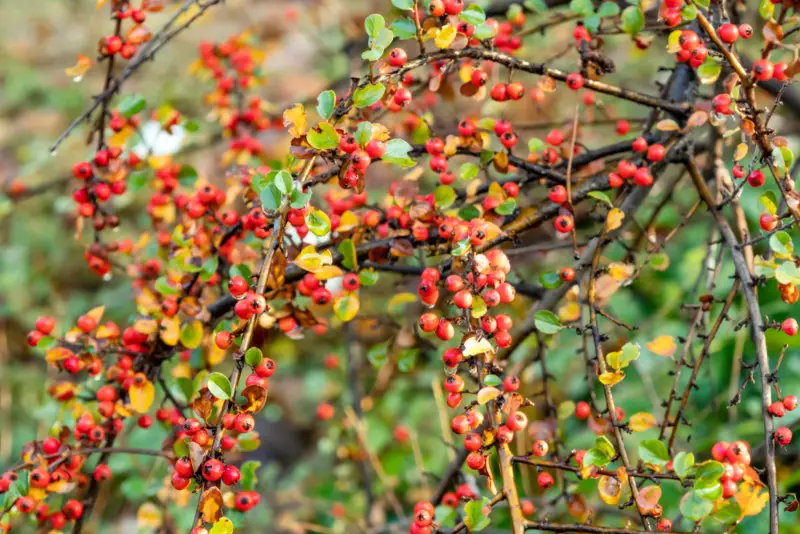 Rockspray-Cotoneaster