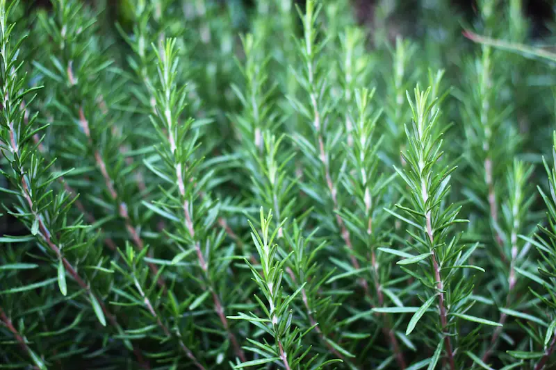 Rosemary 1