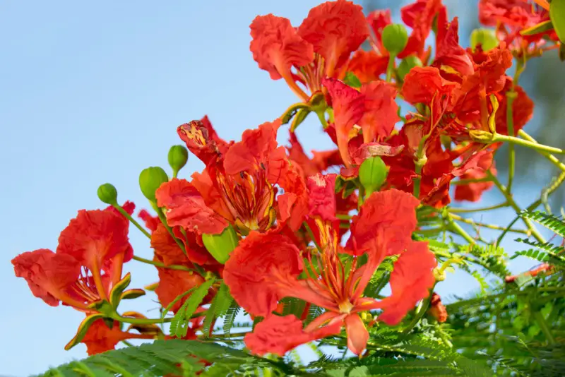 Royal-Poinciana