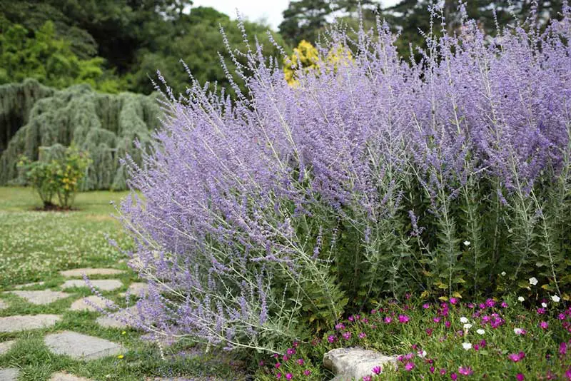 Russian Sage