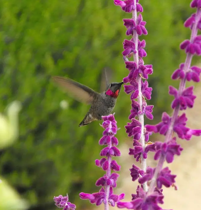 Salvia-leucantha