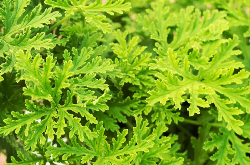 Scented-Leaf Geranium