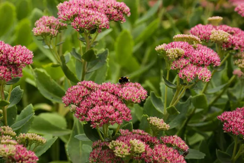 Sedum