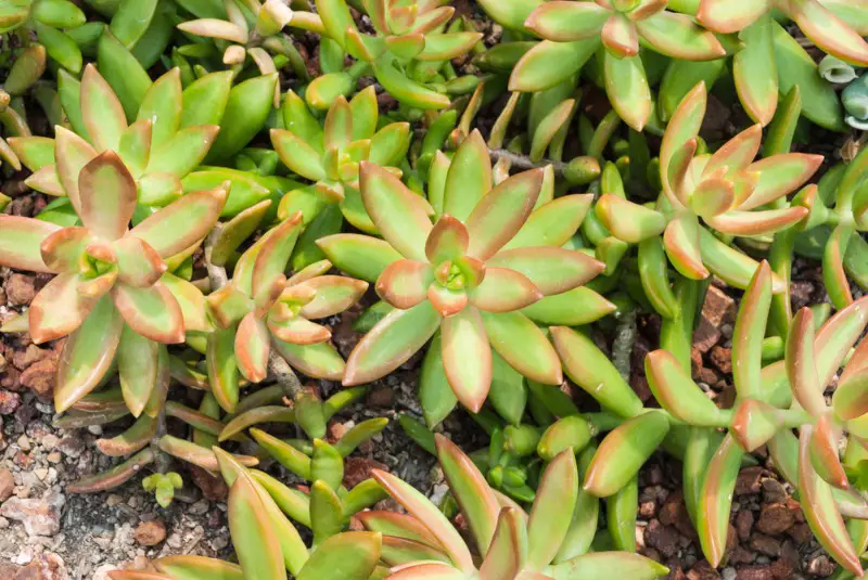 Sedum nussbaumerianum (Coppertone Stonecrop)