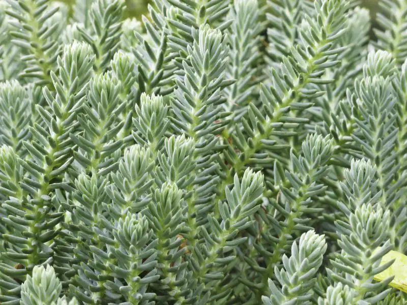 Sedum reflexum (Blue Spruce)