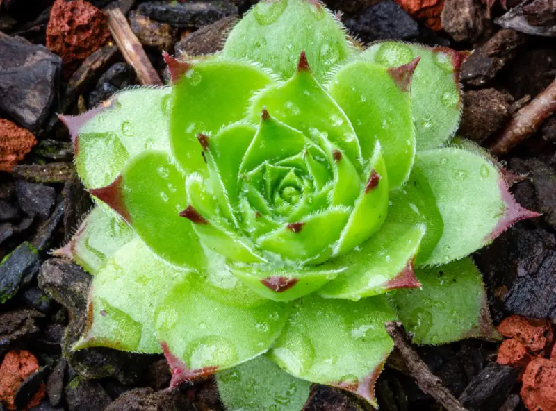 Sempervivum tectorum ‘Royanum’ (Royanum hens-and-chicks)