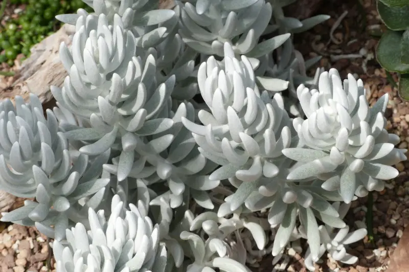 Senecio haworthii (Wooly Senecio)