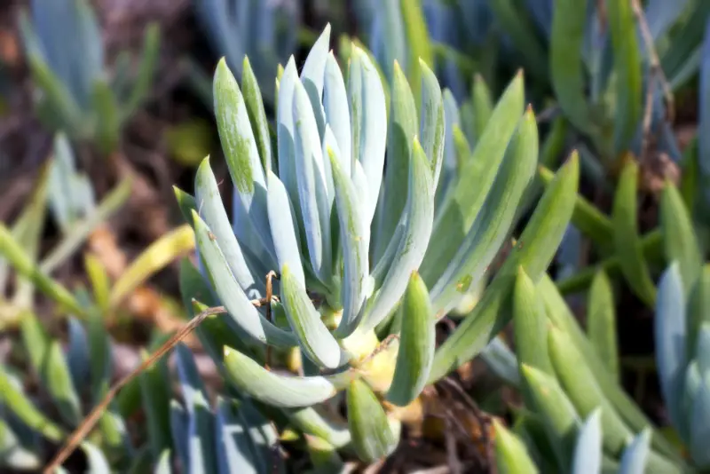 Senecio serpens (Blue Chalksticks)