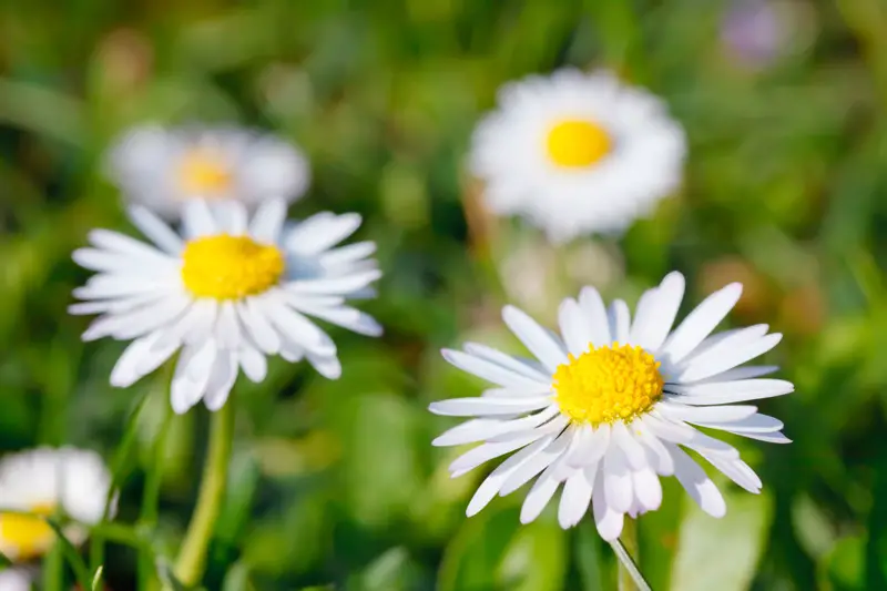 Shasta Daisies