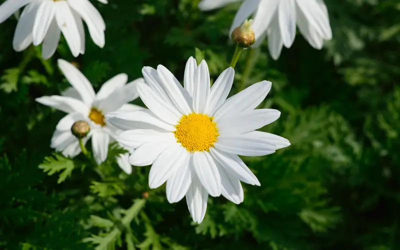 Shasta-Daisy-02