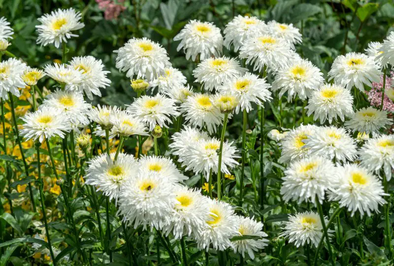 Shasta-Daisy