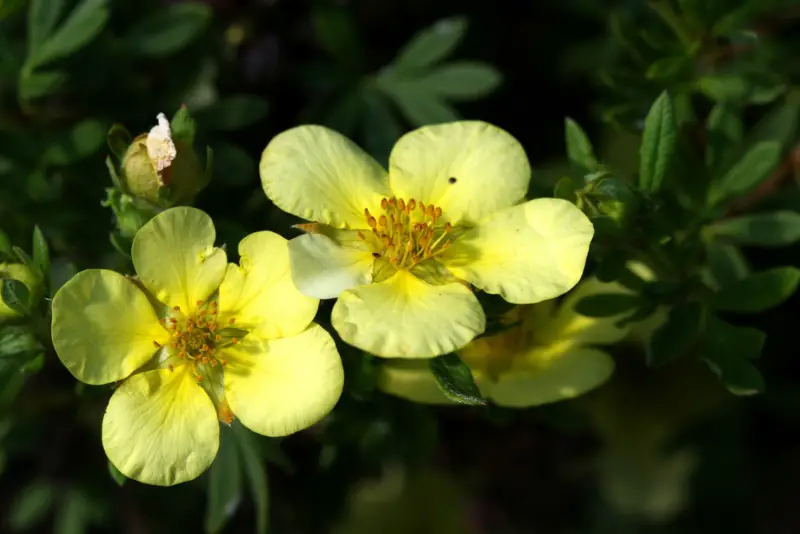 Shrubby-Cinquefoil