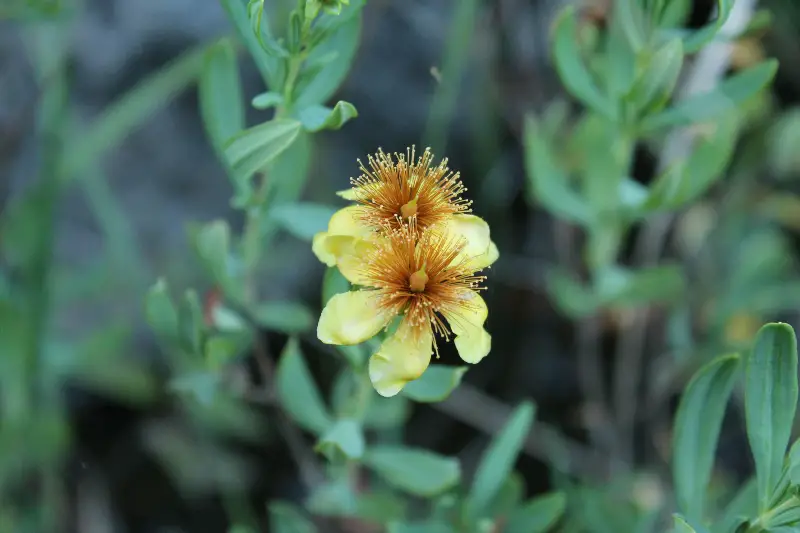 Shrubby St. John’s wort (Hypericum prolificum)