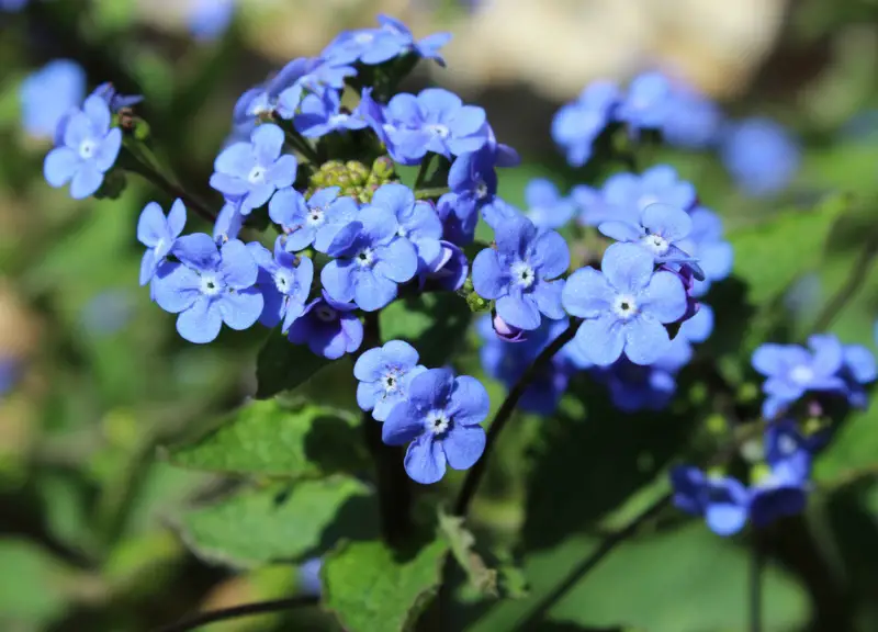 Siberian-Bugloss