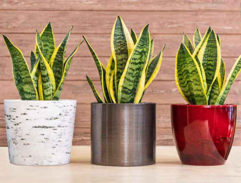 Snake-Plant