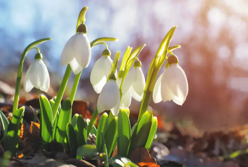 Snowdrops