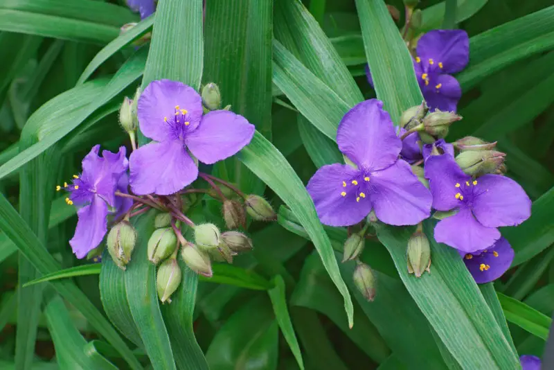 Spiderwort