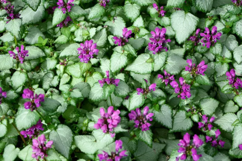 Spotted-Dead-Nettle