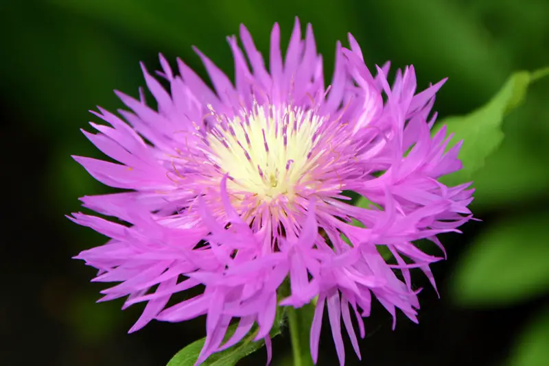 Stokesia-02