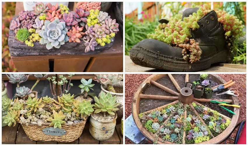 SucculentCollage