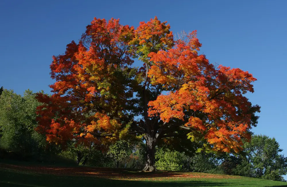 Sugar-Maple