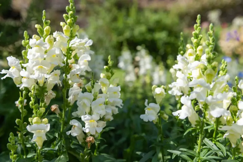 Summer-Snapdragons